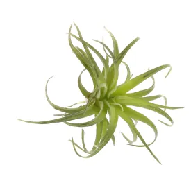 Faux Tillandsia