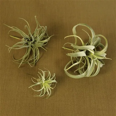 Faux Tillandsia