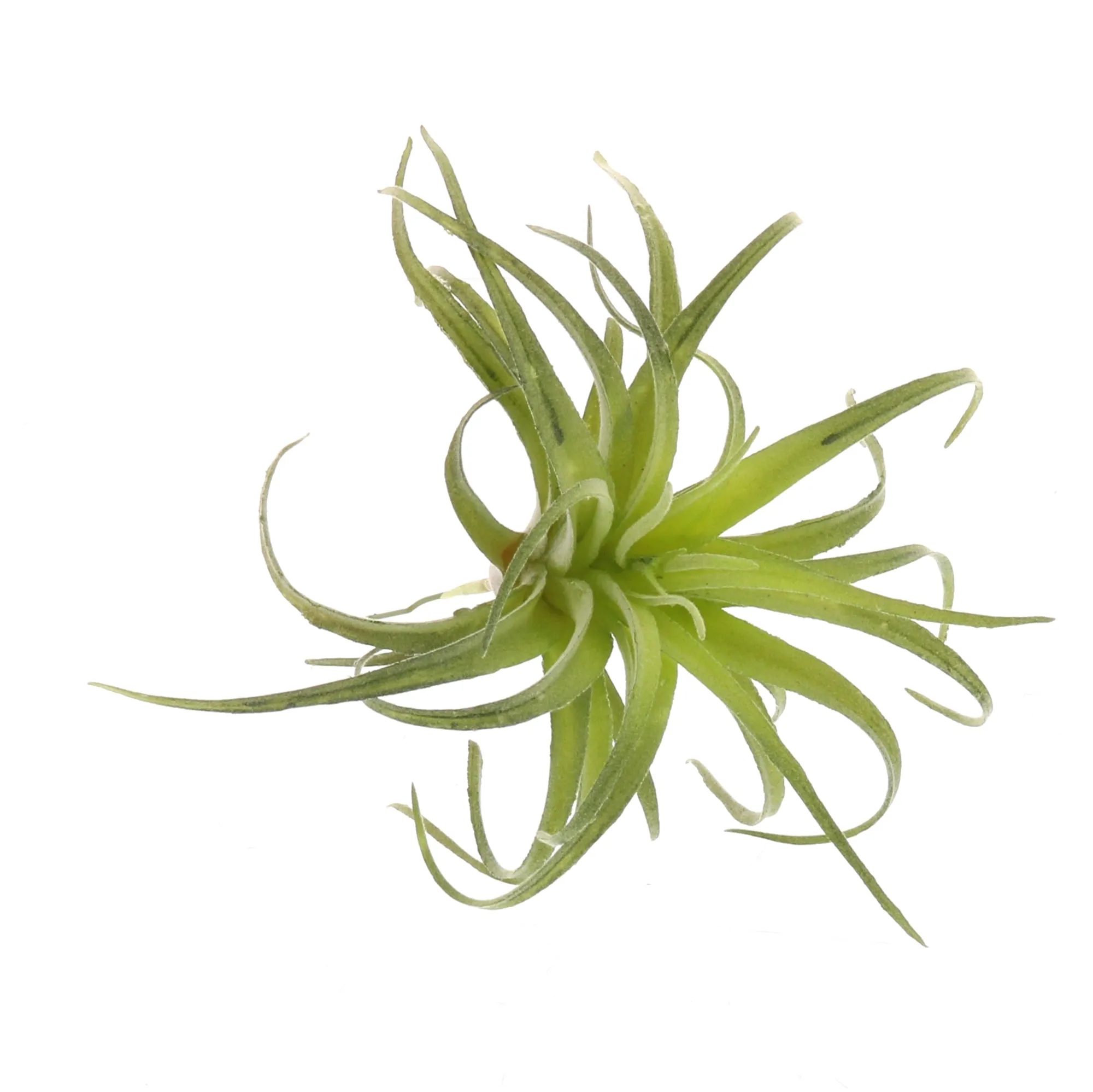 Faux Tillandsia
